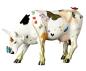 Preview: Ramona - Cowparade Kuh Large