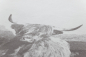 Preview: David Fussenegger Wohndecke Sylt 'Hochlandrind' 140 x 200 cm Rohweiß