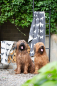 Preview: David Fussenegger Hundedecke 'Hunde allover' 70 x 90 cm Rohweiß