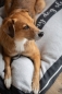 Preview: David Fussenegger Hundekissenhülle 'Dackel home is...' 60 x 90 cm Filz - Grau