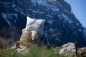 Preview: David Fussenegger Kissenhülle Silvretta 'Bock' 50 x 50 cm Filz - Grau