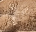 Irish Cream - Beige