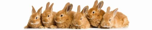 framsohn Frottierserie 'Hase'
