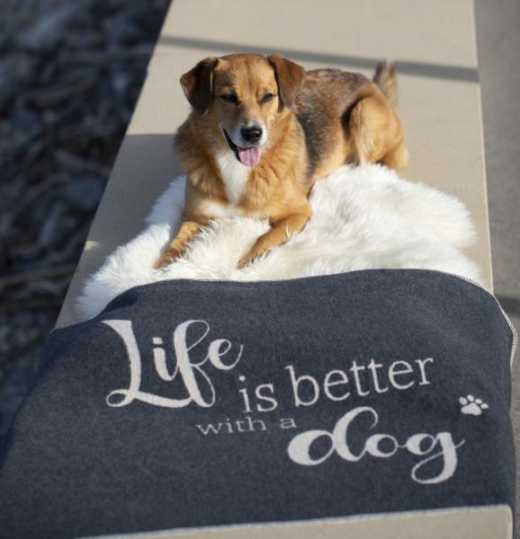 David Fussenegger Hundedecke 'life is better' 70 x 90 cm